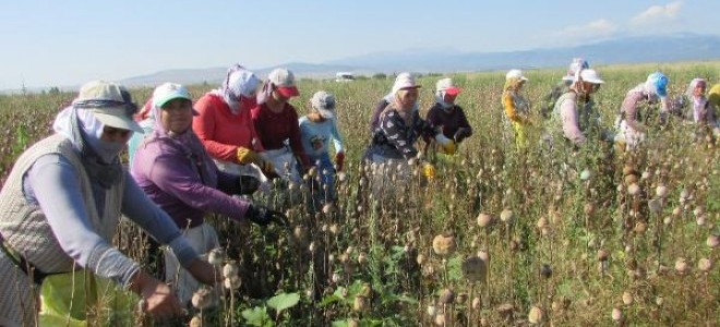 Afyonkarahisar'da Haşhaş Hasadı Erken Başladı