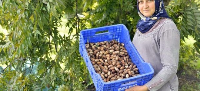 Amerika'dan getirildi, yıllık 2 bin ton üretiliyor