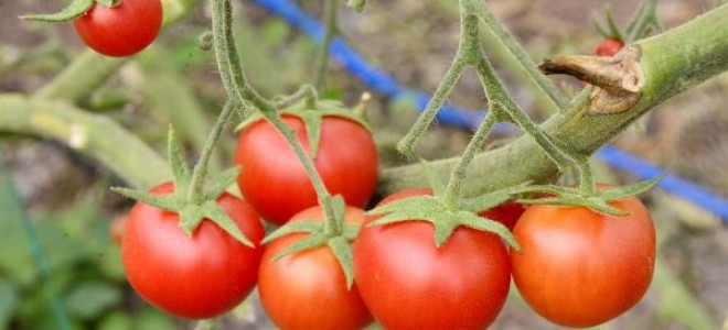 BAİB Başkanı Satıcı: Rusya'ya 300 bin ton domates ihracı sıfıra indi
