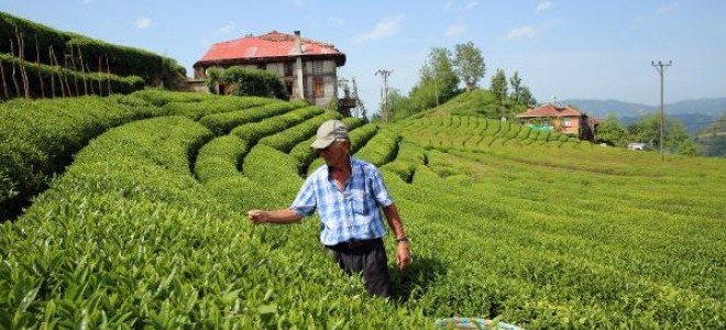 Çay sektöründe kanun arayışı