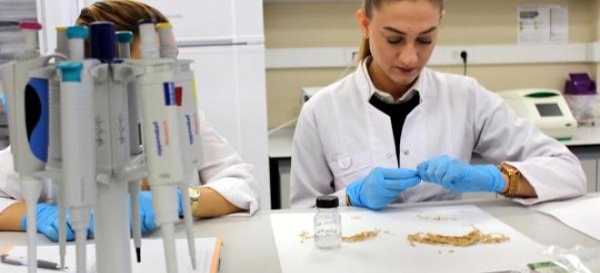 Çeltiğin DNA parmak izi çıkarıldı