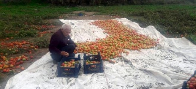 Datça domatesi üreticiyi güldürdü