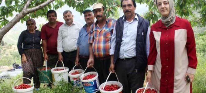 Gazipaşa'da Turfanda Kiraz Hasadı Sürüyor