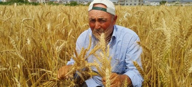 Kadirli'de Buğday Hasadı 1 Ay Erken Başladı