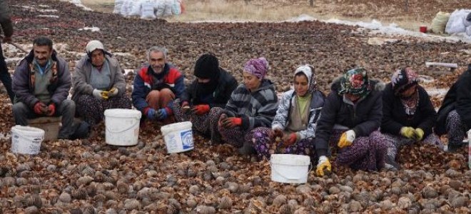 Kozalaklardan Tohum Çıkarma, Gelir Kapısı Oldu