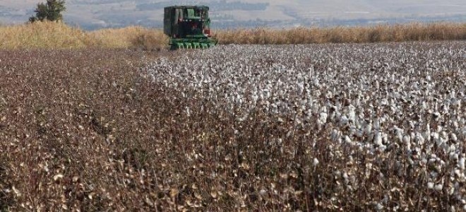 Makineleşme, 'beyaz altın'da üretimi 5'e katladı