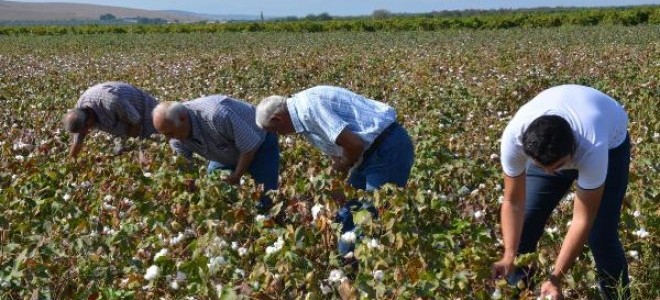 Manisa'da Pamuk Hasadı Başladı