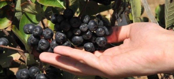 'Süper meyve' aronya, Türk tarımına kazandırıldı