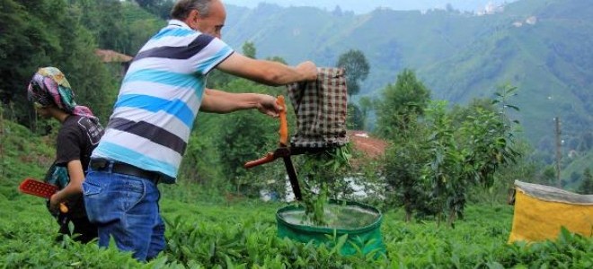 Yaş Çay Taban Fiyatı Üreticiyi Memnun Etti