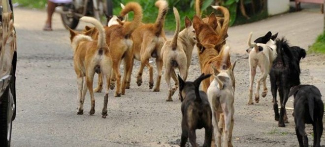 Köpek saldırılarında artış: Belediyelere ağır yaptırımlar geliyor!