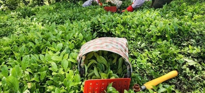 2025 yılı yaş çay alım fiyatı belli oldu