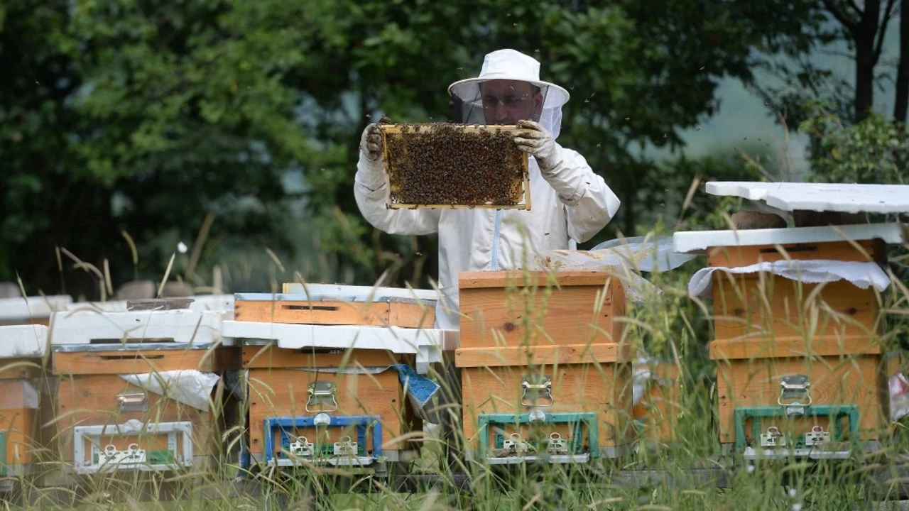 AB'den coğrafi işaret tescili alan ürün sayısı 43'e çıktı