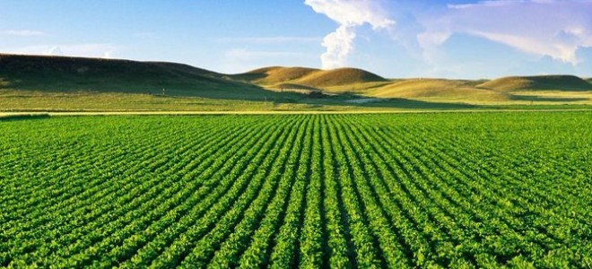ABD Tarım Sektörüne 12 Milyar Dolarlık Yardım Planlıyor