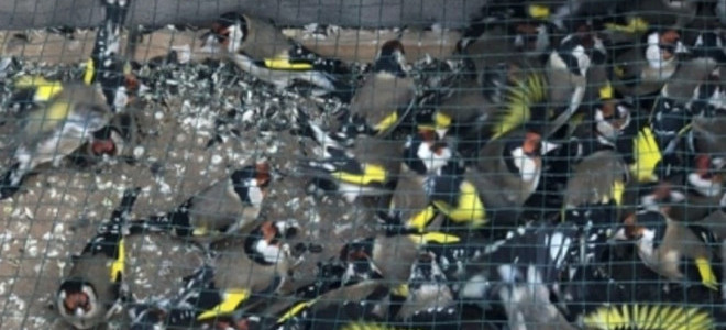 Adana'da denetimlerde ele geçirilen 400 saka kuşu doğaya salındı