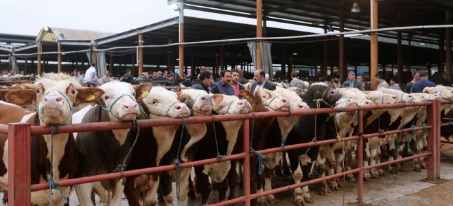 Afyonkarahisar’da şap hastalığı alarmı: Canlı hayvan pazarları kapatıldı
