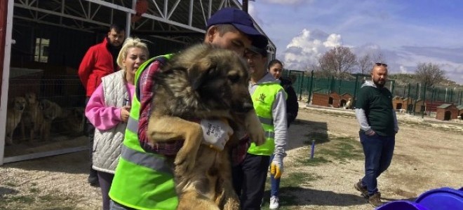 Ankara'da sokak hayvanları derneğine 'haksız kazanç' operasyonu düzenlendi!