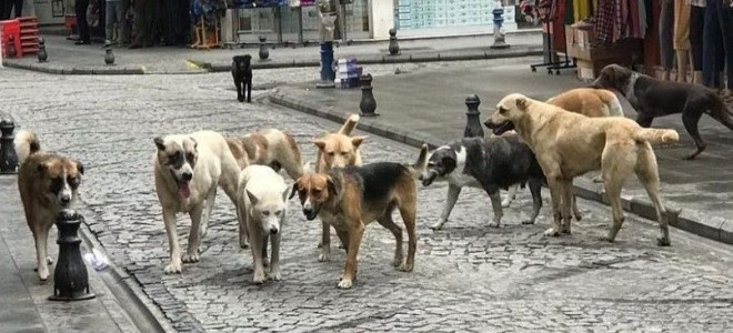 Bakan Yerlikaya açıkladı: Başıboş köpekler için belediyeler 2 ayda bir denetlenecek