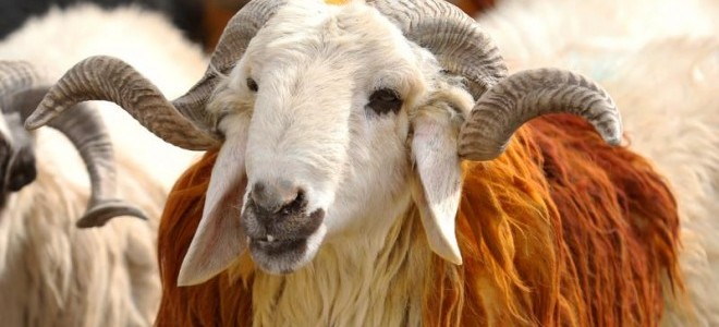 Bayramda 3 milyonun üzerinde kurbanlık satıldı