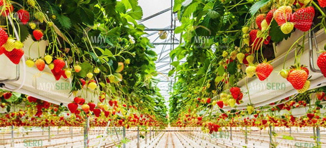 Biber ihracatı ilk kez domatesi geride bıraktı