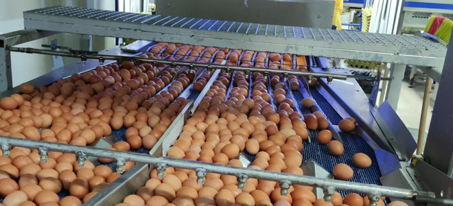 Bölgenin yumurta ihtiyacı Erzincan'dan karşılanıyor