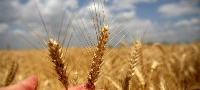 Buğdayın geleceği risk altında: Sıcaklık şokları verimi düşürüyor