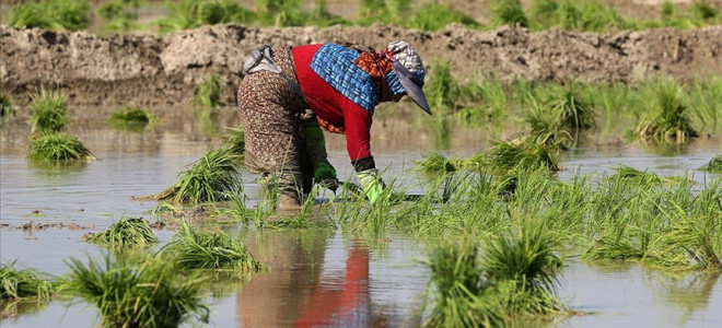Bursa’nın Karacabey ilçesinde çeltik ekimi yasaklandı