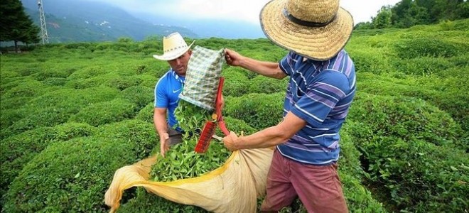 Çay ihracatı yılın ilk 8 ayında %22 arttı