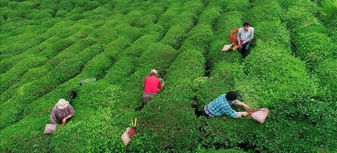 ÇAYKUR'dan üreticilere düşük çay fiyatı uyarısı