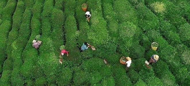 ÇAYKUR yarından itibaren randevulu yaş çay alım sistemine geçiyor