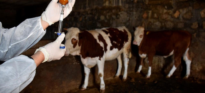 Çiftçiler Birliği’nden şap mağduru üreticiye destek talebi
