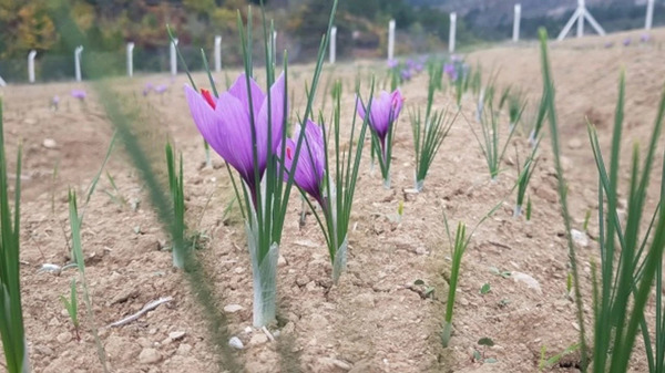 Çiftçiler kuraklığa karşı safrana yöneldi