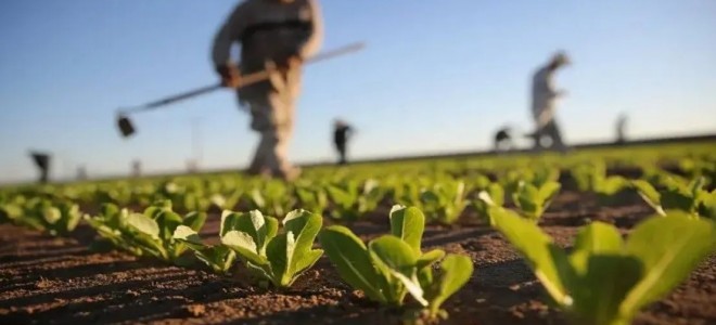 Çiftçilerin tarım sigortası maliyeti azaltılacak