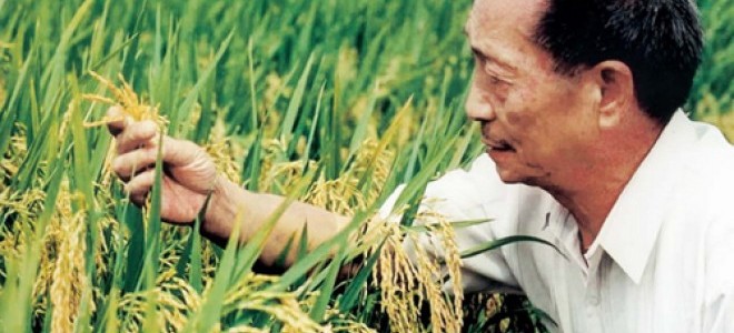 Çin, Deniz Tuzunda Üretilmiş Pirinç Satışına Başladı!