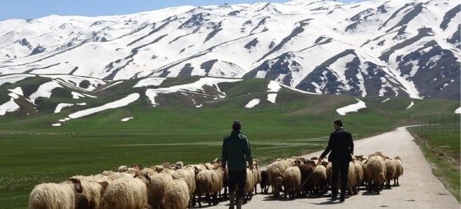 Çoban sorununa yerli çözüm önerisi