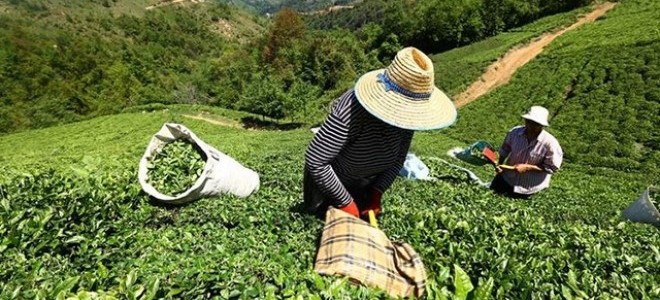 Doğu Karadeniz'de Üretilen Çayın Tüketildiği Ülke Sayısı 100'e Ulaştı