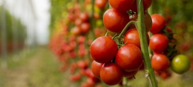 Domates Üreticisinin Yüzü Gülüyor