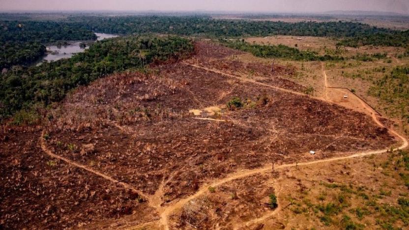FAO'dan ormansızlaşma uyarısı: Ormanlar hala baskı altında