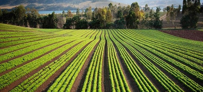 FAO Gıda Fiyat Endeksi Mayıs’ta Süt Ürünlerinin Etkisiyle Yükseldi