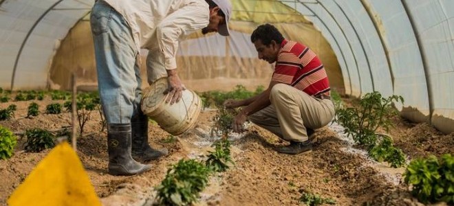 FAO: Küresel gıda fiyatları yıllık yüzde 33,6 artarak rekor seviyeye ulaştı