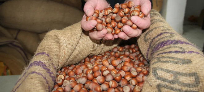 Fındık sezonunun ilk verileri açıklandı