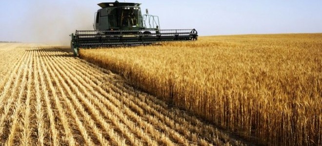 Igc: 'Küresel Buğday Üretimi 2018/19’da Yüzde 2.0 Düşecek'