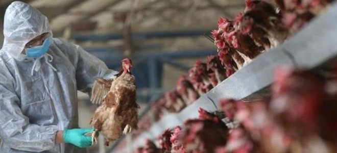 İrfan Donat'tan kuş gribi uyarısı: Tedbirler alınmazsa faturası ağır olur