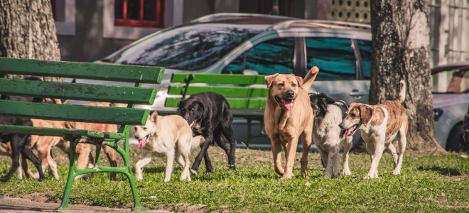 İstanbul Valiliği'nden okul sezonu öncesi sahipsiz hayvanları toplatma talimatı