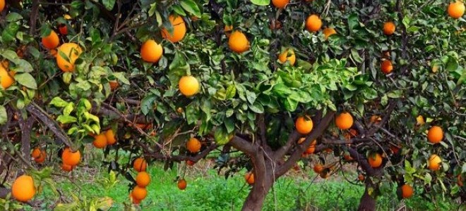 Kakao ve zeytinyağının ardından 'portakal suyu' krizi