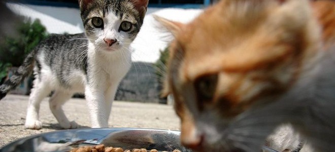 Kedi ve köpek maması ihracatı ilk yarıda 73 milyon dolara ulaştı