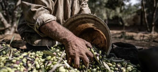 Kuraklık endişelerine rağmen bitkisel üretimde rekor kırıldı: Zirvede zeytin yer aldı