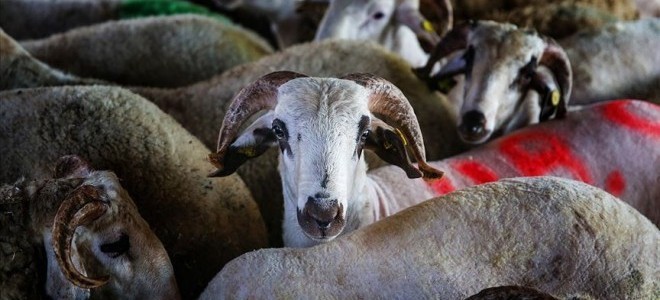 Kurban Bayramı'na sayılı gün kaldı: Büyükbaş ve küçükbaş fiyatları ne kadar olacak?