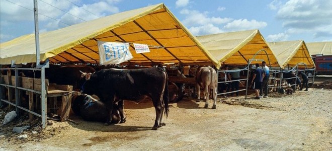 Kurban pazarlarında satılamayan hayvanları ESK satın alacak