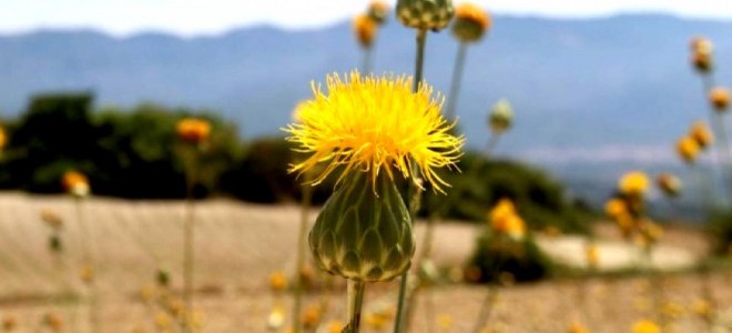 Kuşadası’nda bu endemik bitkiyi koparmanın cezası 244 bin TL!