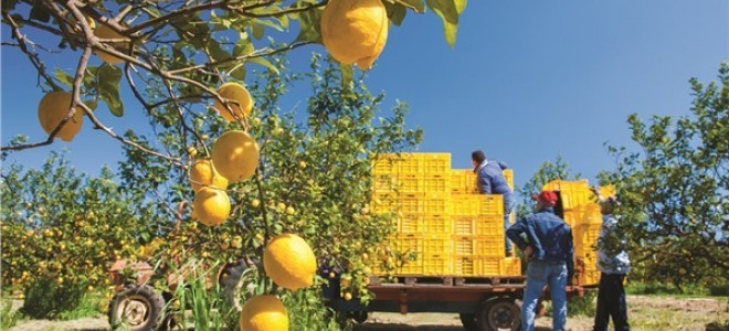 Limon Fiyatına 'Turfanda' Ayarı